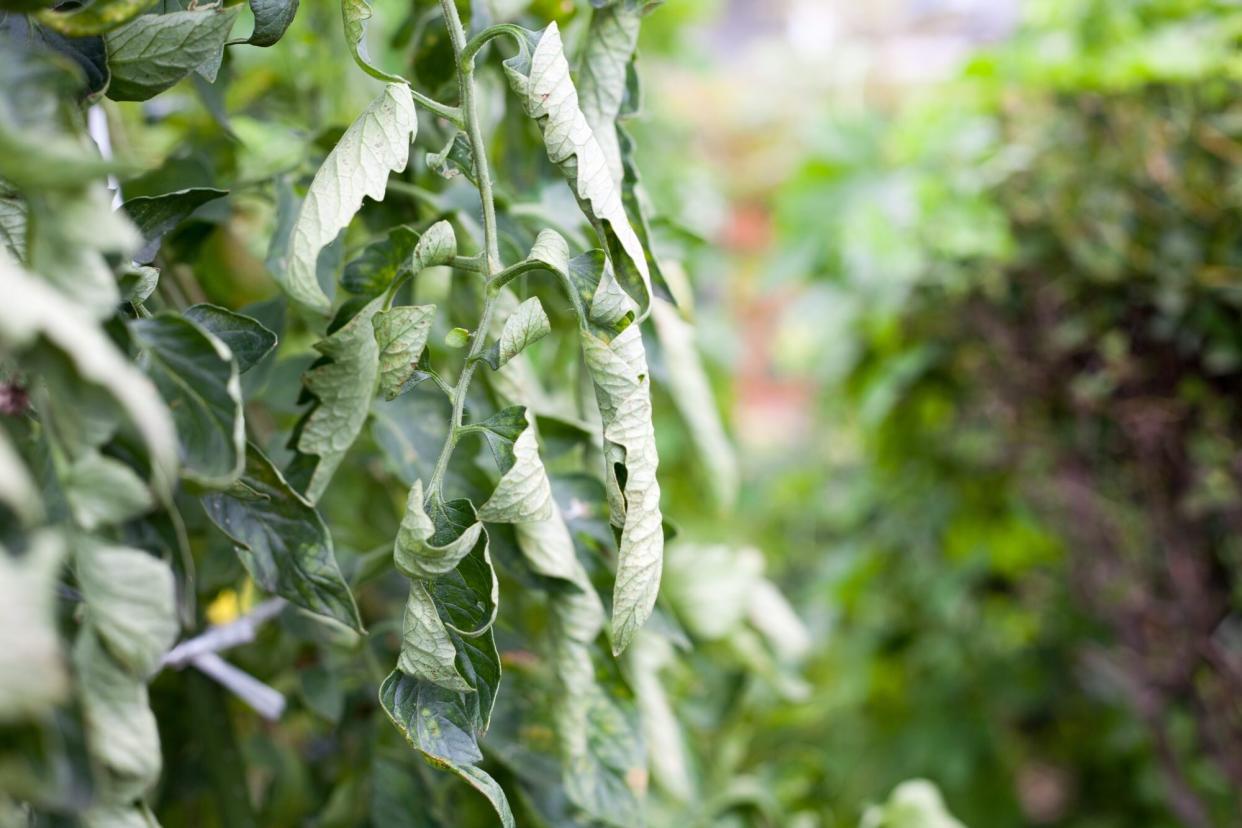 Curling Tomato Leaves