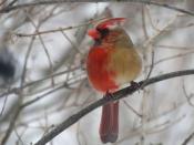 <p> A Pennsylvania couple spotted&#xA0;this quirky-looking cardinal&#xA0;roosting outside their home in Erie early in 2019. Its feathers are scarlet on one side and taupe on the other &#x2014; a telltale sign that this bird is a gynandromorph, or half male, half female. </p>