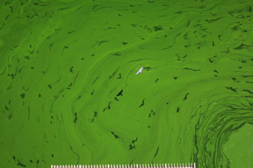 Green algae is seen in the Yarmouk river.