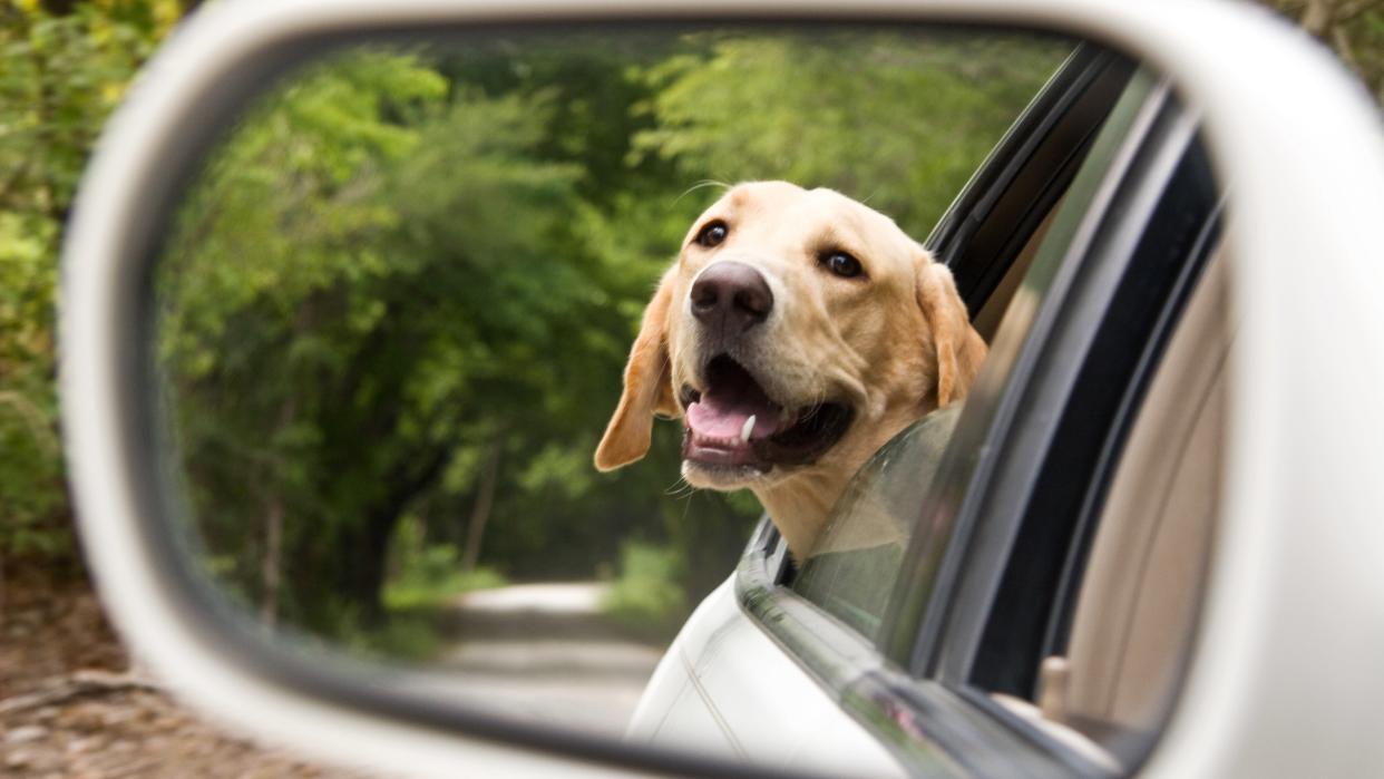  Labrador in car. 