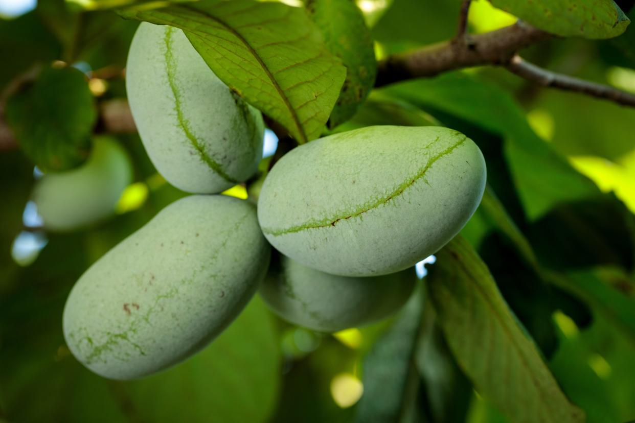 Pawpaws seen about a month from harvest on the research and development farm at Kentucky State University.