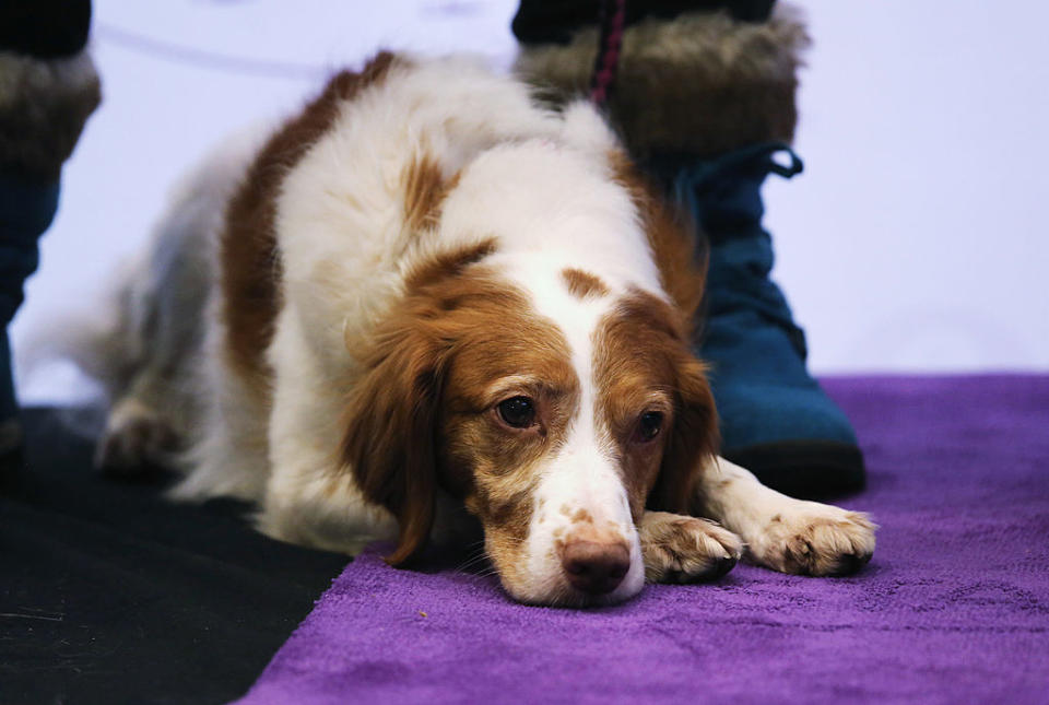 Dog lying on a purple mat with people standing nearby