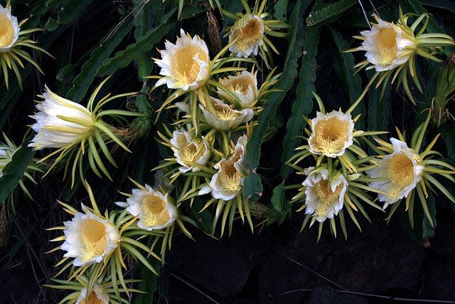 Dragon fruit cactus features magnificent flowers.