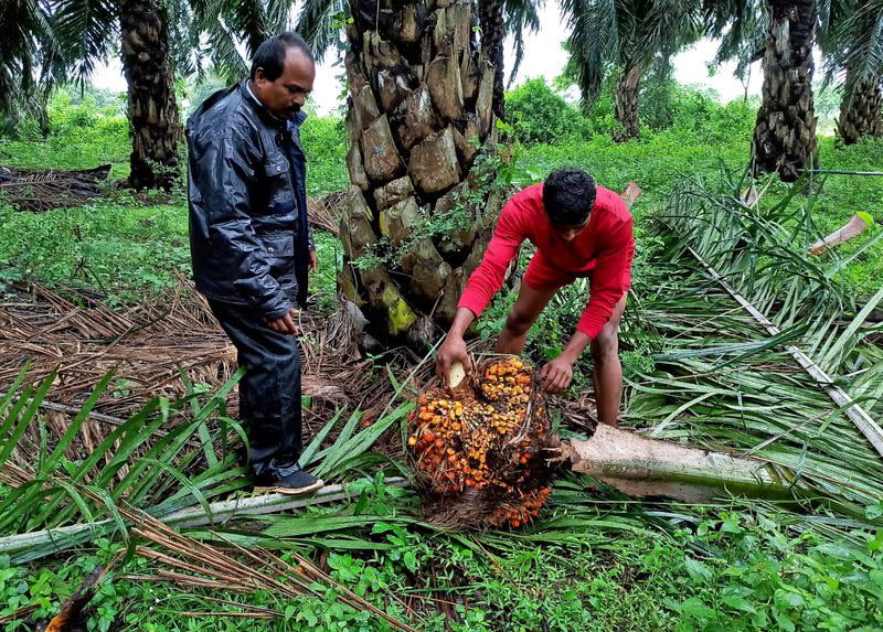 A worker checks a fresh fruit bunch of oil palm during harvest at a palm oil plantation in Khammam district