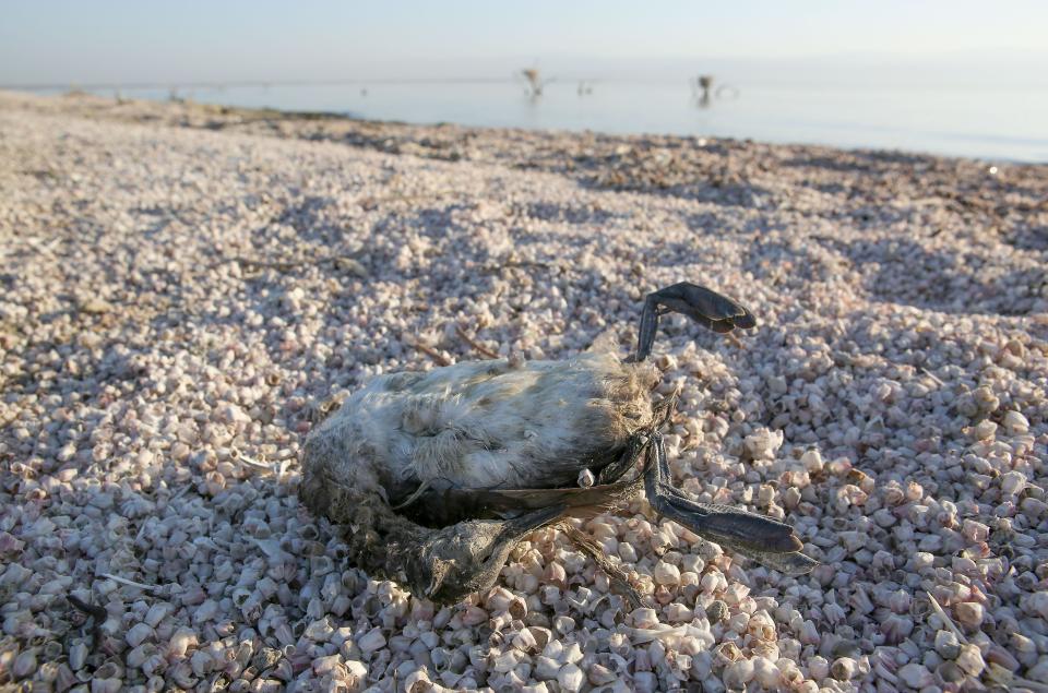 A dead bird decomposes on a beach of barnacles at the sea in 2017.