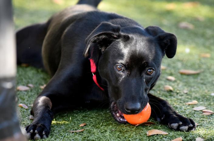 Gracie is a playful mixed breed, approx. 9 months old. At the SPCA of Brevard Adoption Center in Titusville, they have received over $8,300 in donations from the Betty White Challenge.
