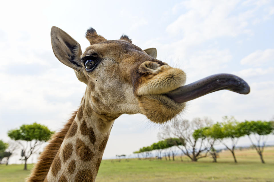 a giraffe sticking out it's tongue