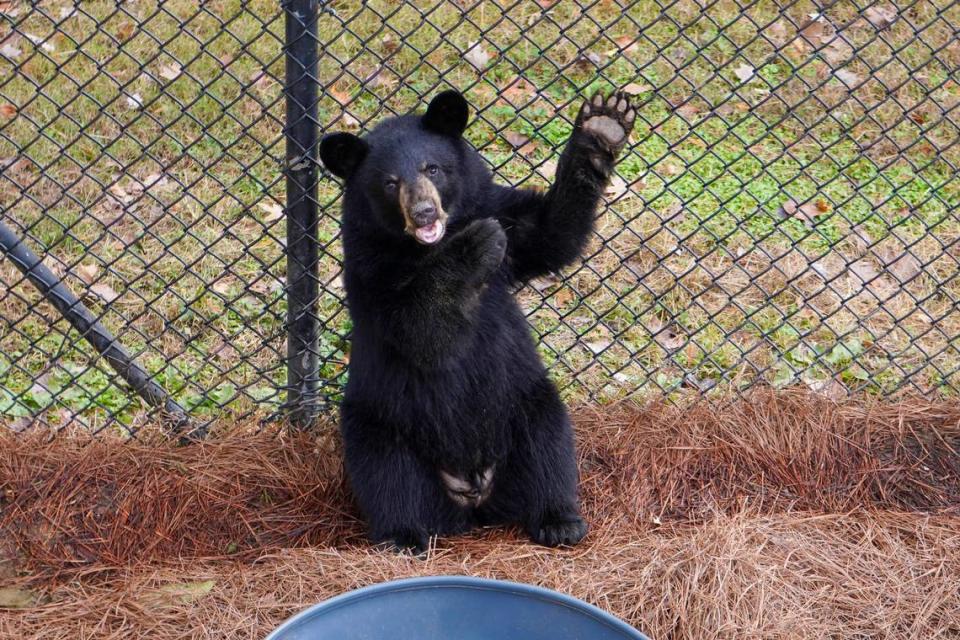 The Museum of Life and Science in Durham is asking the community to help name its new bear cub. Museum of Life and Science