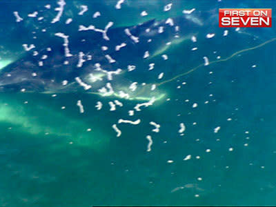 <p>Massive task to free baby whale</p>