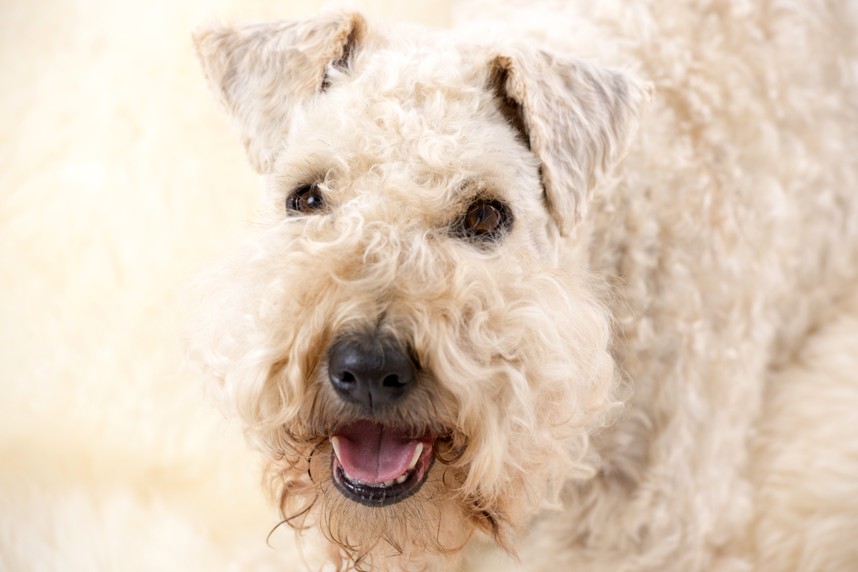 Closeup of the face of a white Soft-Coated Wheaten Terrier laying down, looking at camera, with a blurred background of white
