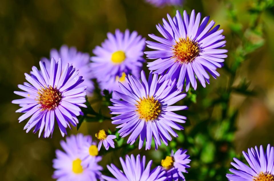 autumn flowering aster little carlow, background from tender soft violet blue beautiful flowers, floral background