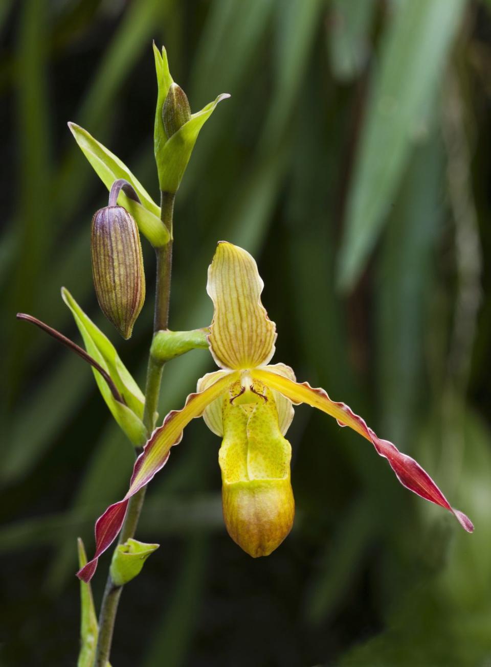 yellow phragmipedium orchids