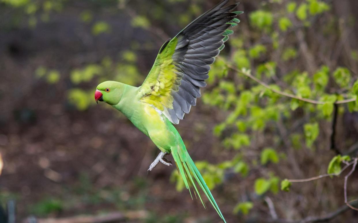 Parakeet - Getty Images