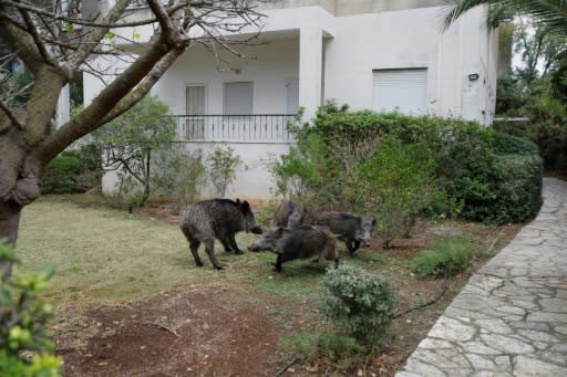 In Haifa, there have been no recent cases of wild boars attacking people, but some residents are concerned