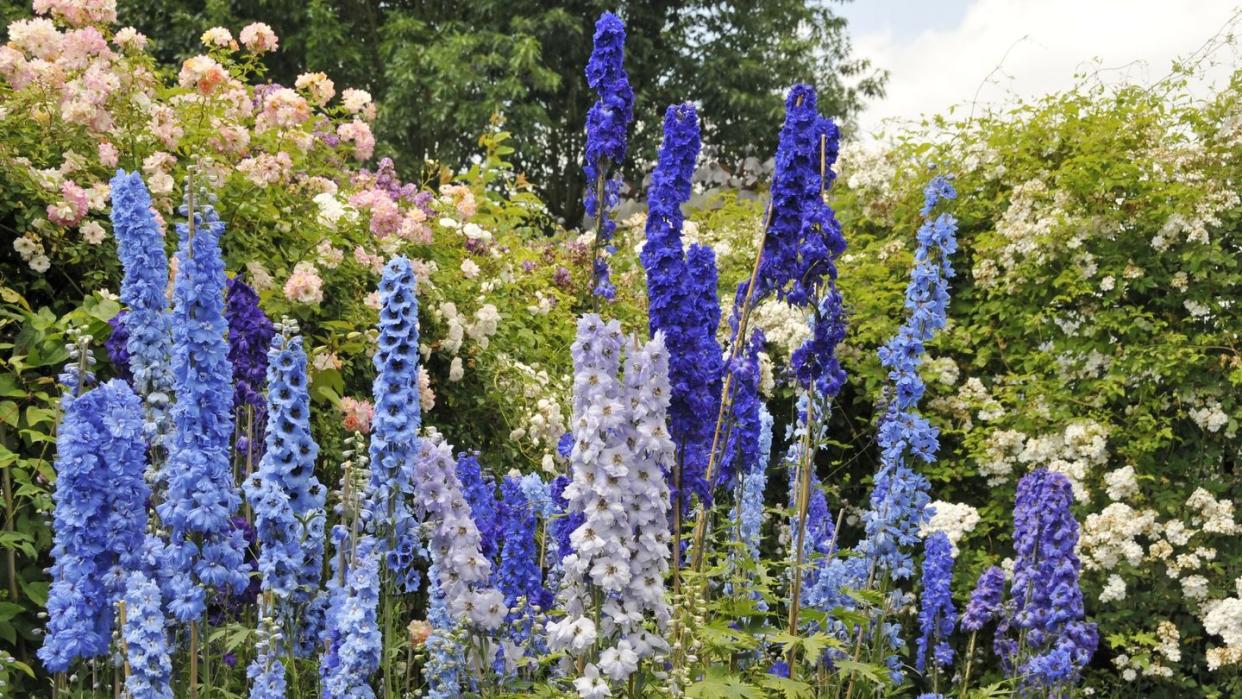 cottage flowers