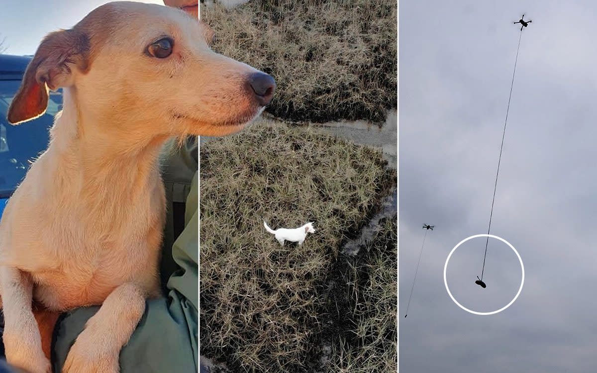 Millie the Jack Russell having been rescued