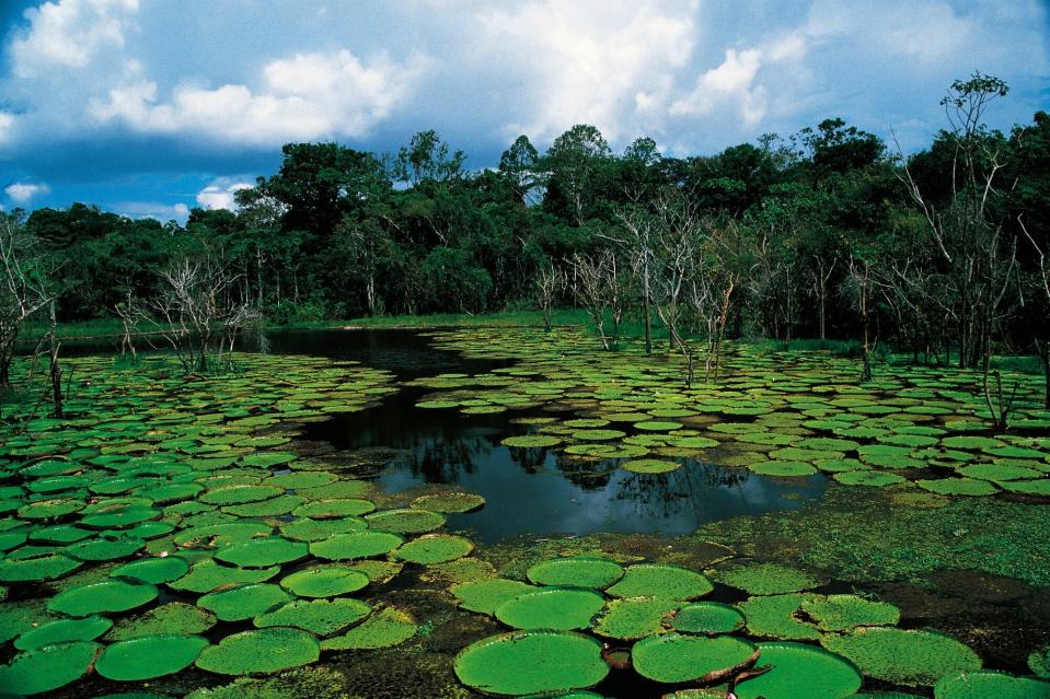 BRAZIL - MARCH 04: Tropical forest and expanse of Giant water lily (Victoria amazonica), Nymphaeaceae, Amazonas, Brazil. (Photo by DeAgostini/Getty Images)