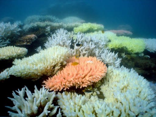 Bleaching on a coral reef at Halfway Island in Australia's Great Barrier Reef which lost more than half its coral cover in the past 27 years due to storms, poisonous starfish and bleaching linked to climate change, a study has found