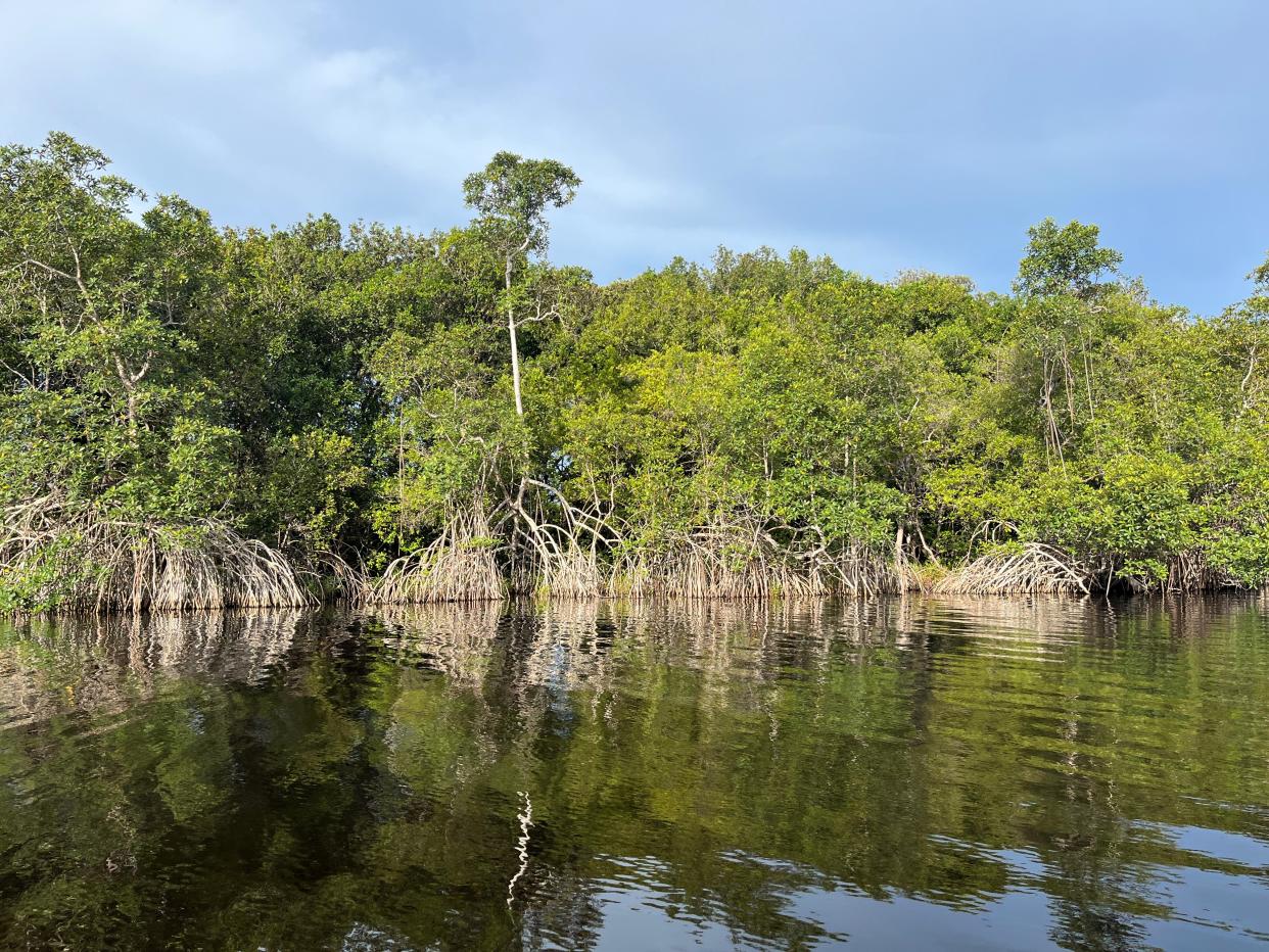 Mangroves by the water in Gabon