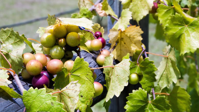 Scuppernong grape vines