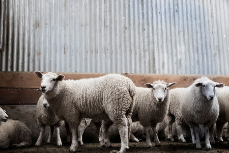 Te Mana sheep are seen in a wool-shed at a farm near Lumsden, Northern Southland, New Zealand, January 31, 2017. The Omega Lamb Project/Handout via REUTERS