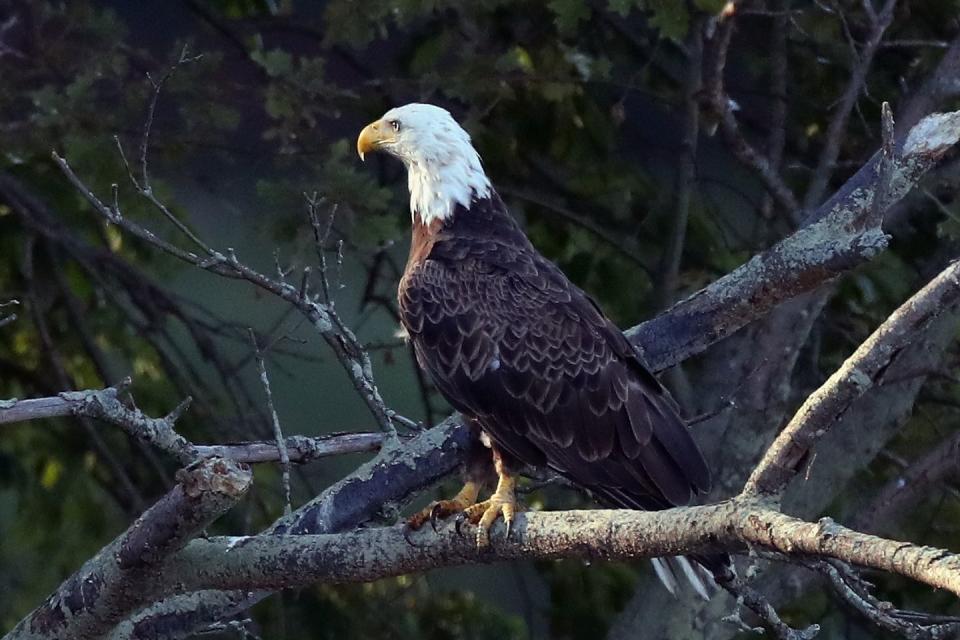 1) The Bald Eagle