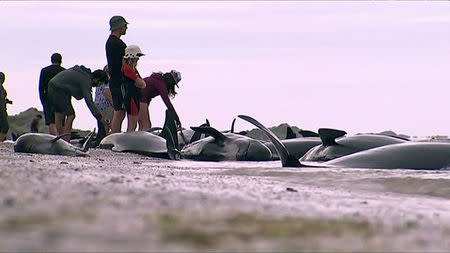 REFILE - ADDING RESTRICTIONPeople look at stranded pilot whales seen on the beach in Golden Bay, New Zealand after one of the country's largest recorded mass whale strandings on Friday, in this still frame taken from video released February 10, 2017. TV NZ/TV3 (NEW ZEALAND) via REUTERS TV