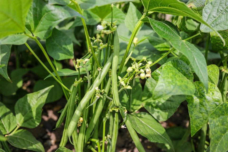 A common bush bean plant with mature string beans hanging from it.