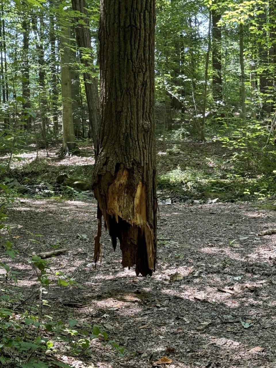 A tree in a forest appears to be hovering above the ground, its trunk broken and partially missing near the base