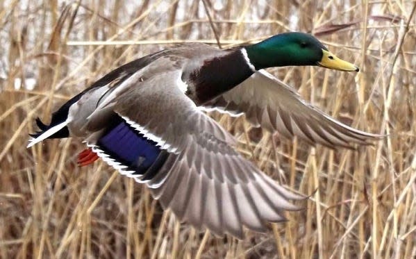 David enjoys capturing pictures of nature around Marion County. He appreciates a fast shutter speed to help get action shots.