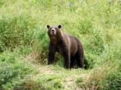 Ein Kamtschatka-Braunbär ganz nah: Die Tiere lassen sich auf der Halbinsel häufig beobachten. Foto: Ulf Mauder