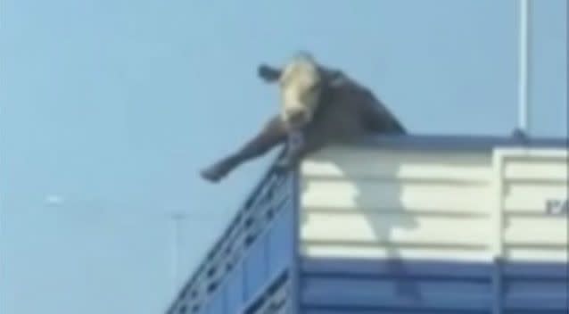 The curious cow pokes its head out of the truck during a ride on a Melbourne highway.