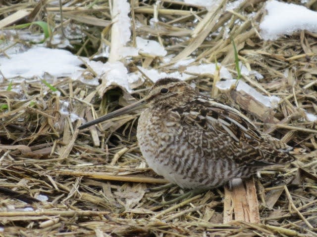 Pictured is a Wilson's Snipe at the Shreve Migration Sensation in March.