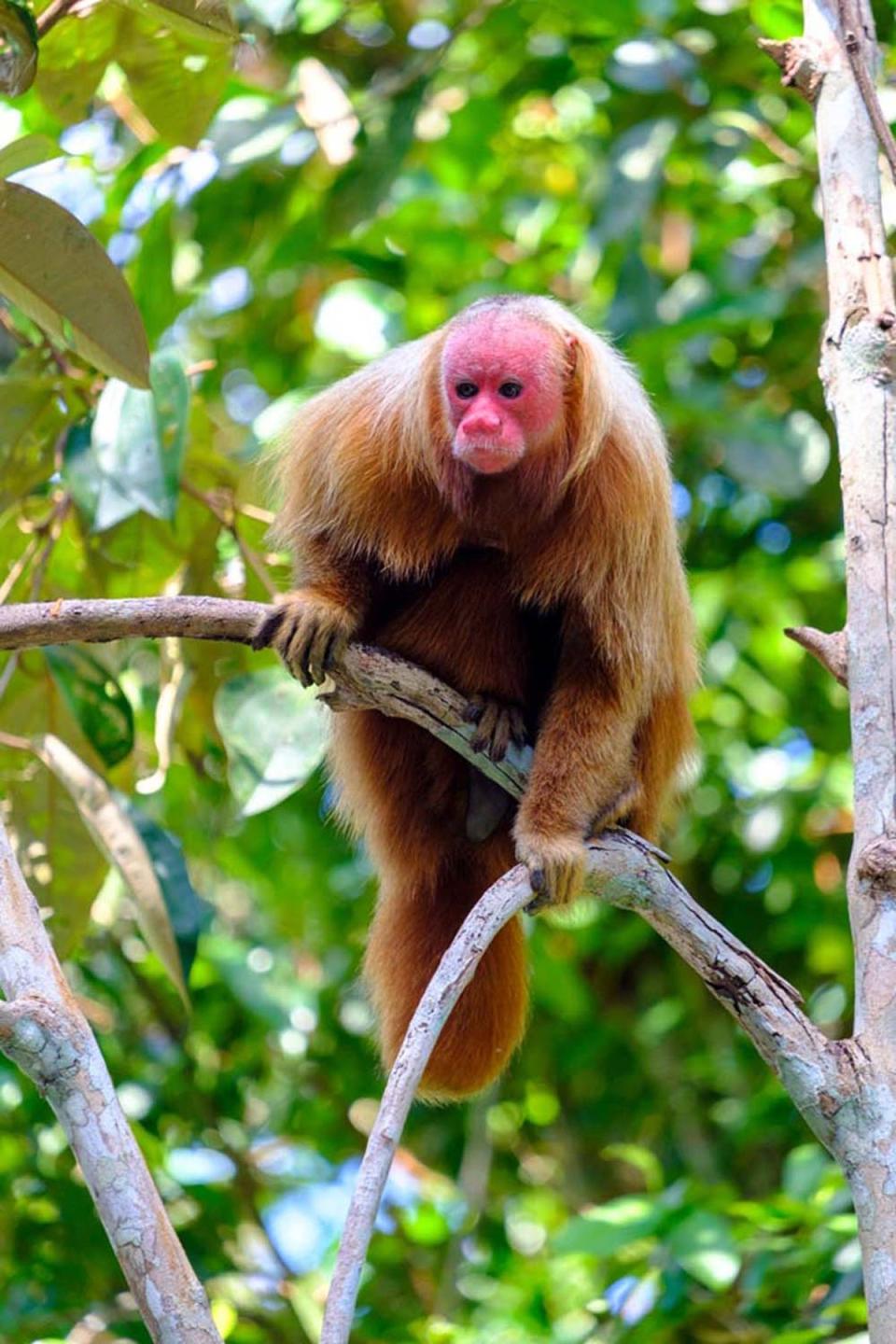 A bald uakari monkey in the Amazon (Alex Robinson)