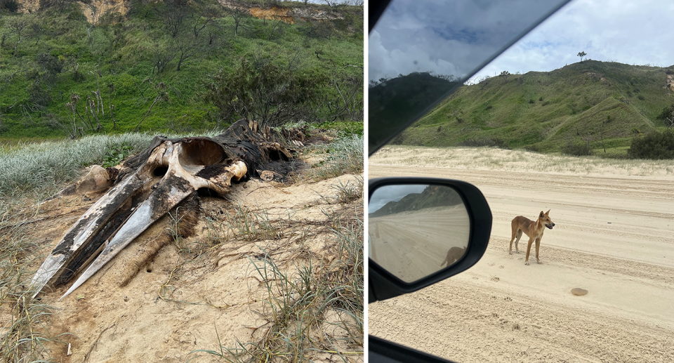 Pictured left is the carcass of a humpback whale on K'gari, while, right, a vehicle passes a dingo on the beach.