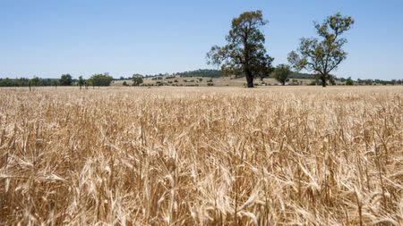 A field of Kebari Barley is shown in Cowra, Australia, November 30, 2015. REUTERS/CSIRO/Handout via Reuters
