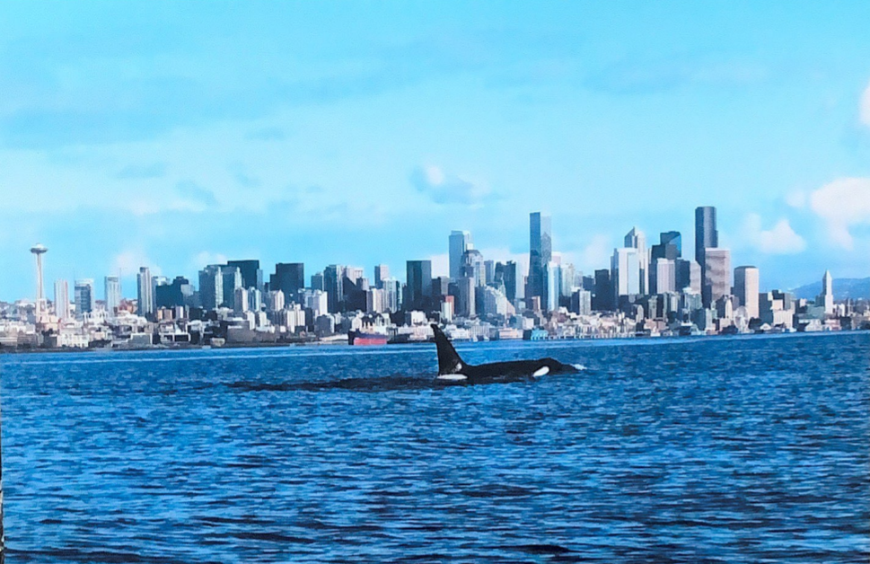 A Southern Resident pod cruises the waters of Puget Sound with downtown Seattle in the background.