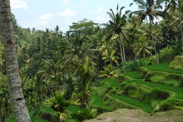 <b>Ubud, Bali</b>. If you’ve read Eat, Pray, Love, you’ve read about Ubud: the sedate Central Bali town is still deeply rooted in the ancient Hinduism that has shaped the land’s rhythms and traditions, which guests are always welcome to experience for themselves in many different ways. Ubud offers plenty of couple activities to go with your immediate post-wedding bliss. Couples spa treatments in the middle of Balinese rice fields at Spa Hati cost about $20-50, but goes to a foundation that helps Balinese women with important livelihood skills.