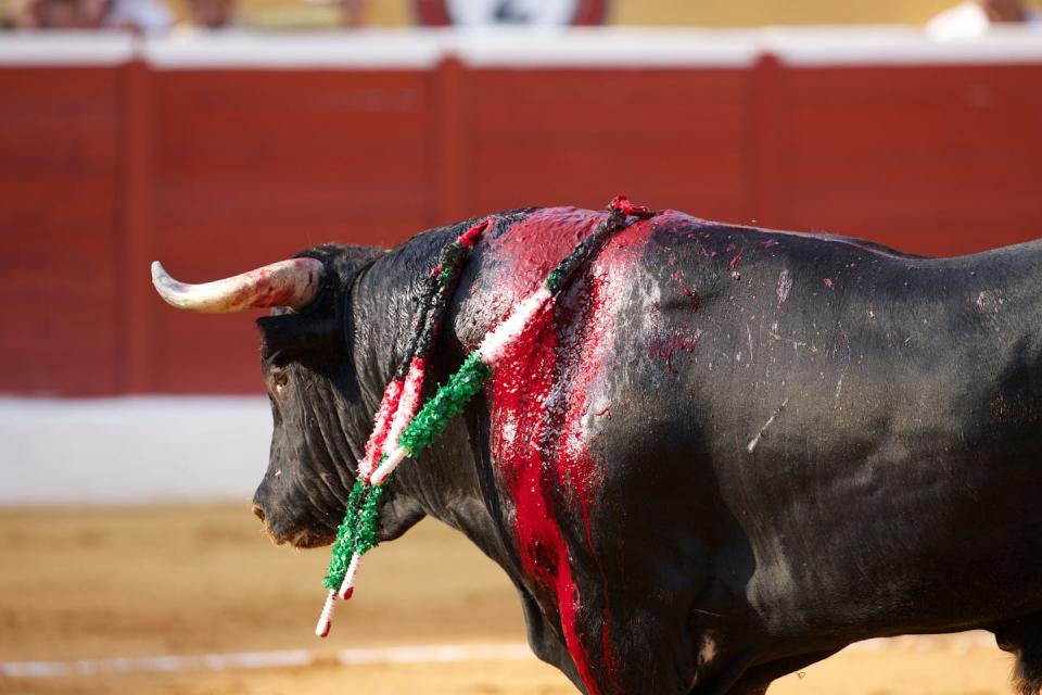 Un toro tras el tercio de banderillas. <a href="https://www.shutterstock.com/es/image-photo/this-poor-bull-dying-by-sword-171891254" rel="nofollow noopener" target="_blank" data-ylk="slk:Shutterstock / Stan de Haas Photography;elm:context_link;itc:0;sec:content-canvas" class="link ">Shutterstock / Stan de Haas Photography</a>