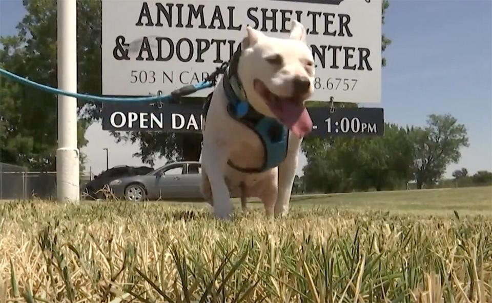 Dog Finds Forever Home After 10 Years
