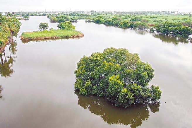 屏排林邊鄉境內大面積的溼地原本是私人農田，因地層下陷長期積水不退「變成」溼地，也成為許多鳥類的棲息地。（潘建志攝）