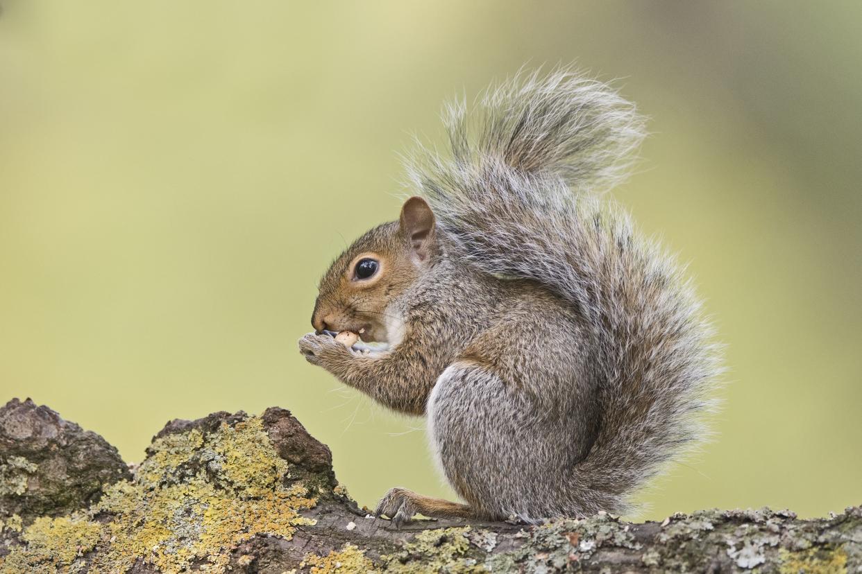 Eastern Gray Squirrel, Sciurus carolinensis, eating sweet chestnut Bushy Park London. (Photo by: David Tipling/Education Images/Universal Images Group via Getty Images)