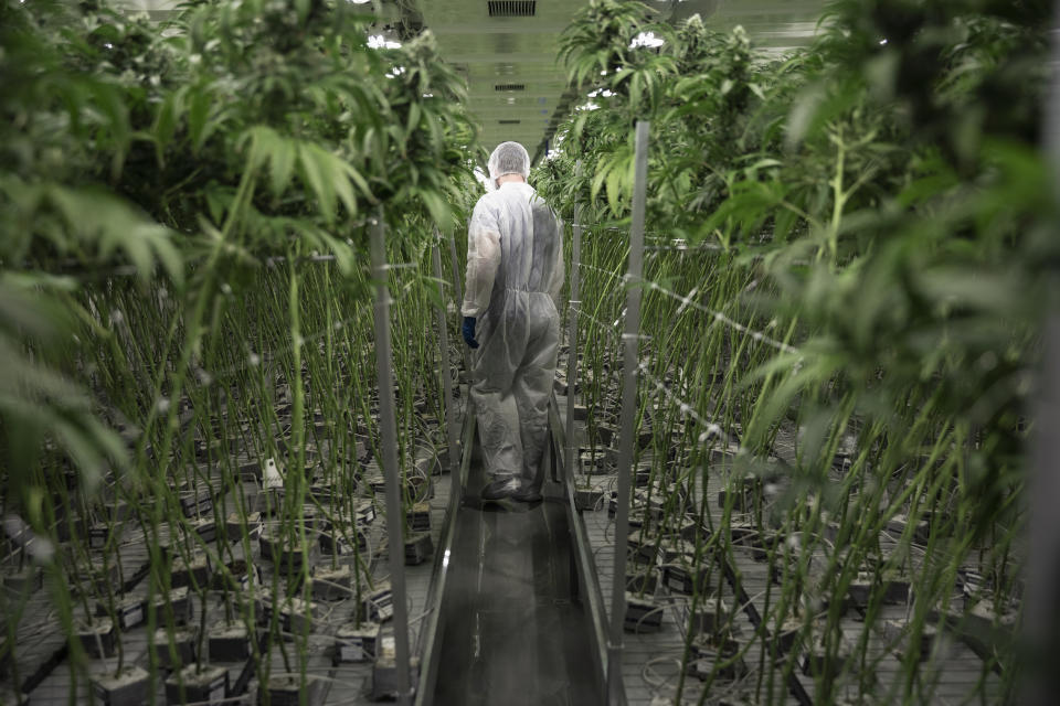 Grower in clean suit walking among cannabis plants