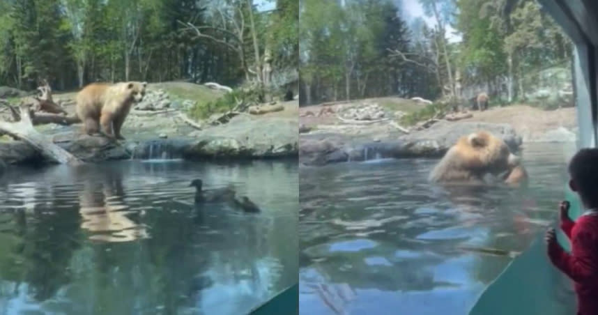 美國一名母親芮雪兒（Rachelle）帶女兒到動物園慶生時，意外目睹棕熊活吞生鴨。（圖／Twitter／@CollinRugg）