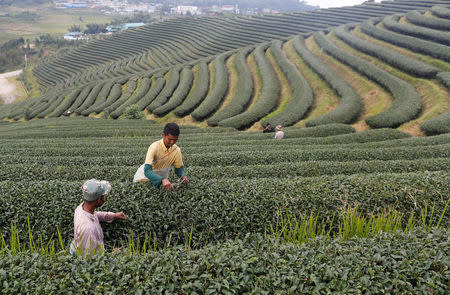 Workers work in a tea leaf plantation at Mong Mao in ethnic Wa territory in north east Myanmar October 1, 2016. REUTERS/Soe Zeya Tun