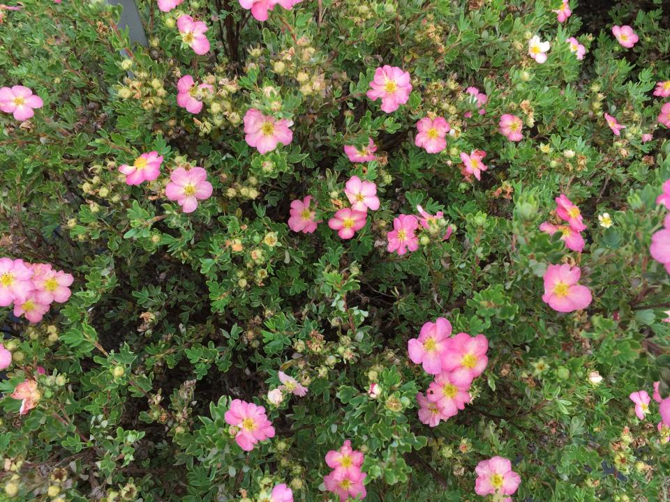 Happy Face Hearts is a petite potentilla that is resistant to deer browsing.