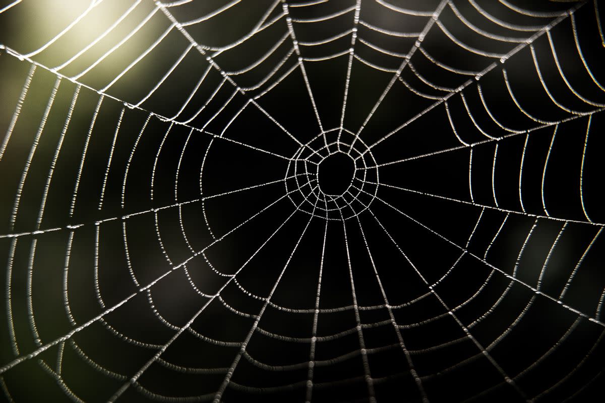 A white spider-web takes up the entire image. 