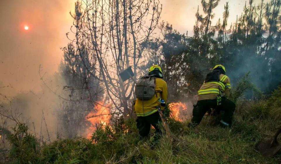 Cabify destinó parte de ventas para recuperación de los cerros en Bogotá. Foto: Bomberos