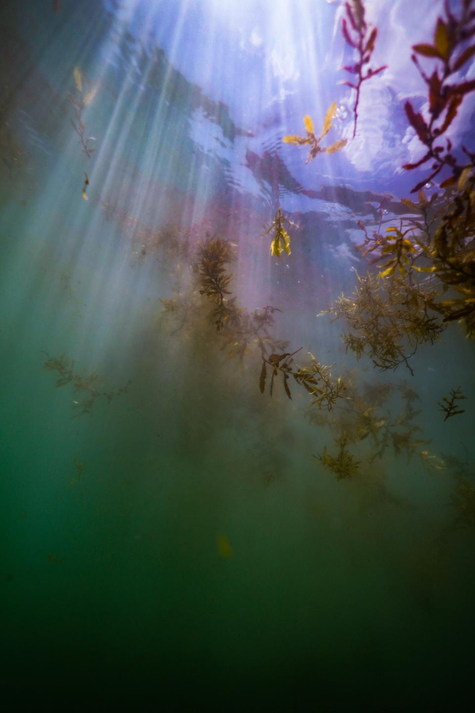 Sargassum floats in the water off Fort Lauderdale in this image by Seth Platt. The seaweed, a type of macroalgae, is having one of its bigger bloom years in the Caribbean Sea and Gulf of Mexico.