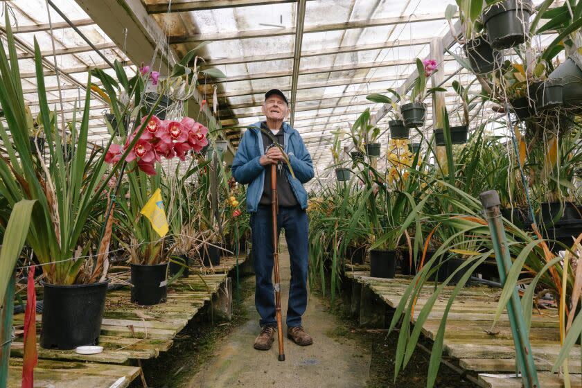 Santa Barbara, CA - February 21: Paul Gripp stands for a portrait at the business he helped start in 1957 as one the premiere hybridizers at the Santa Barbara Orchid Estate on Tuesday, Feb. 21, 2023 in Santa Barbara, CA. Gripp helped bring the Santa Barbara International Orchid Show to prominence and it will have its 75th annual show March 10-12. (Dania Maxwell / Los Angeles Times).